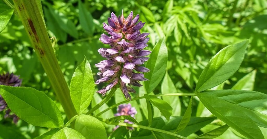 Rosácea: Descubra o Poder das Plantas para Aliviar os Sintomas