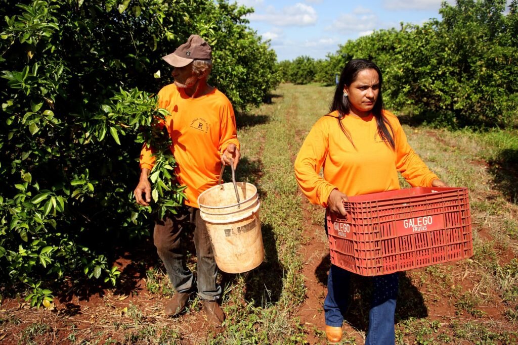 Mato Grosso do Sul ganha nova fronteira agrícola com expansão da citricultura