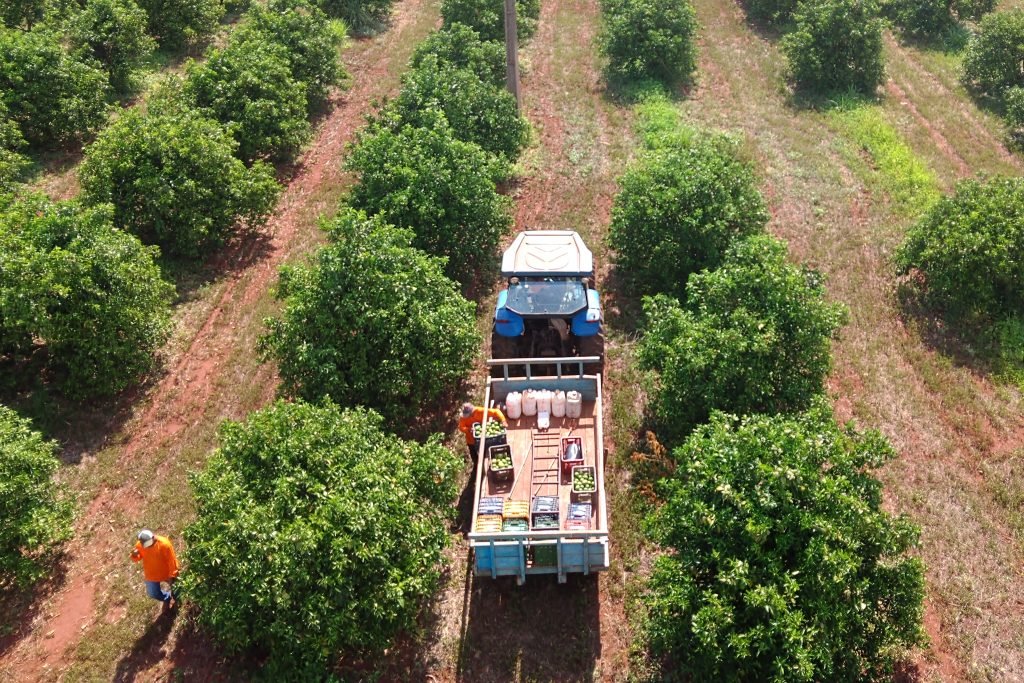 Mato Grosso do Sul nova fronteira de citricultura 