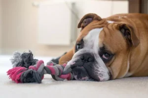 Raças de Cães Ideais para Quem Mora em Apartamento
