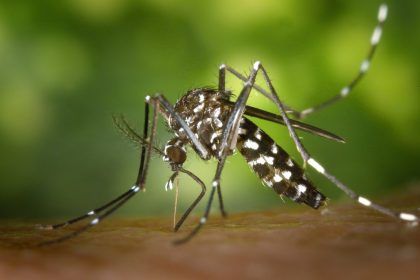 MOSQUITO DENGUE Prefeitura de Três Lagoas alerta sobre aumento de casos de dengue e chikungunya com o período de chuvas